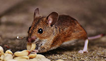 24 Hour & Emergency Exterminators in Pekin, IL
